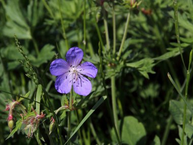 Cranesbill