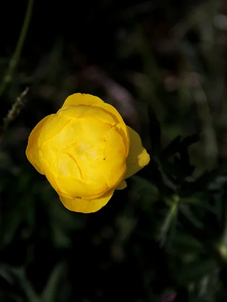 Marsh marigold — Stock Photo, Image