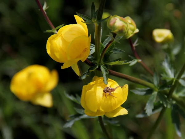 Crab spider — Stock Photo, Image