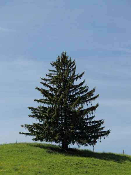 Abeto solitário — Fotografia de Stock