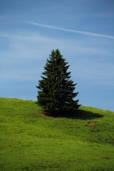 Lonely fir — Stock Photo, Image