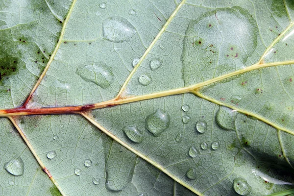 Leaf in Rain — Stock Photo, Image