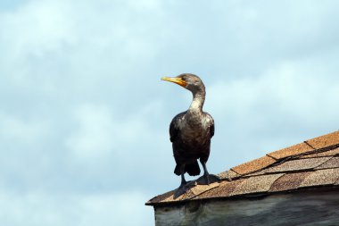 Cormarant on the Roof