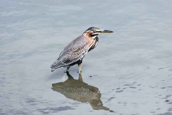 Least Bittern Wading — Stock Photo, Image