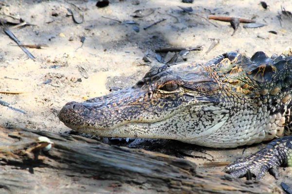 Alligator in the Shade — Stok fotoğraf