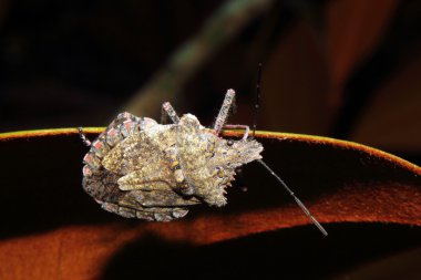 Stink Bug clipart