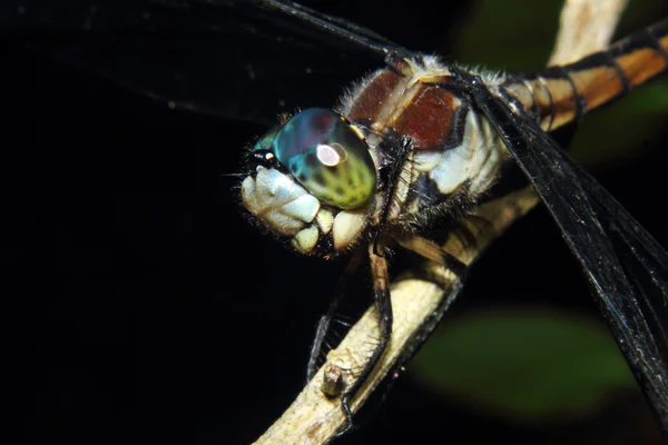 Libélula curiosa — Fotografia de Stock