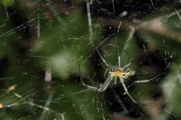 Aranha bagunçada — Fotografia de Stock