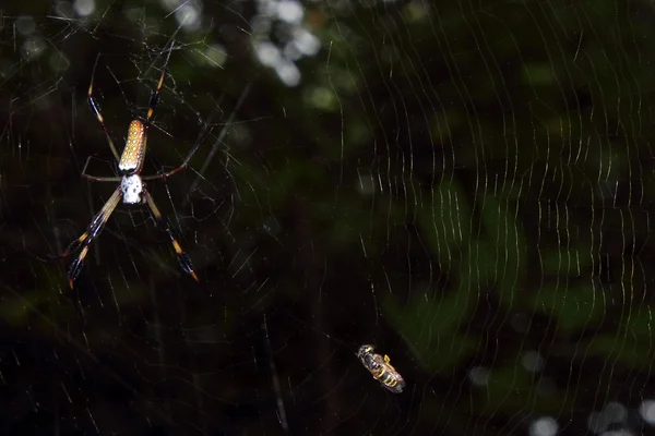 Aranha e presa — Fotografia de Stock