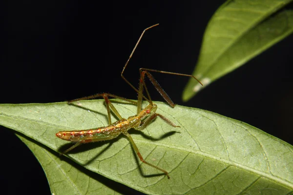 Assassin Bug Nymph — Zdjęcie stockowe