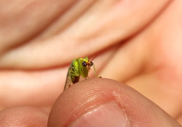 Orando Mantis na mão 2 — Fotografia de Stock