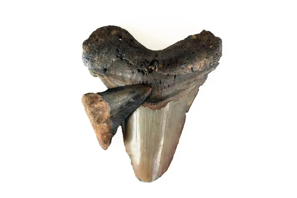 Megalodon 화석 이빨 — 스톡 사진