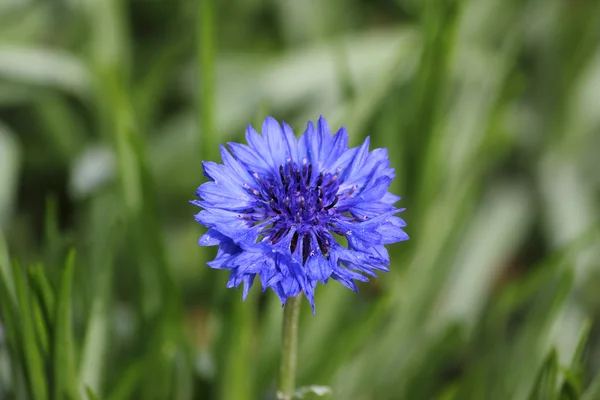 Bekarlığa veda düğmesi
