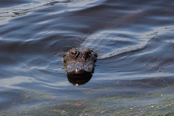 Aligator, pływanie — Zdjęcie stockowe