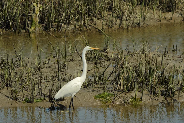 Grote witte zilverreiger — Stockfoto