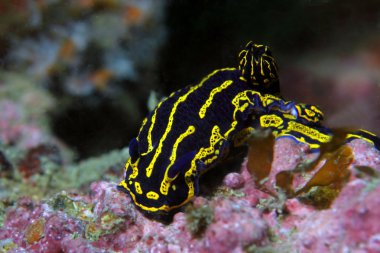 Regal deniz tanrıçası