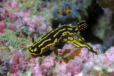 Regal deniz tanrıçası