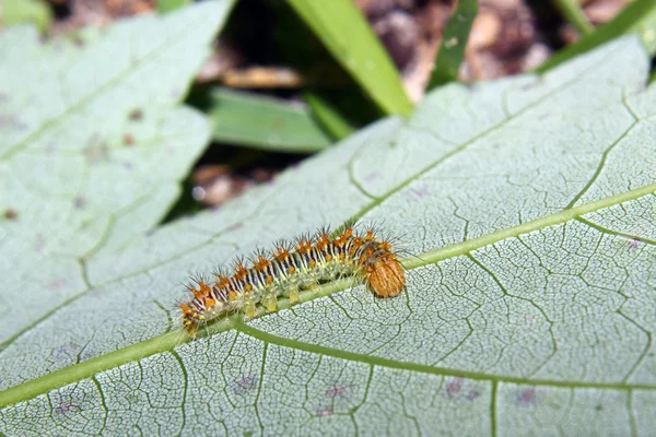 Caterpillar on a leaf — Stock Photo, Image