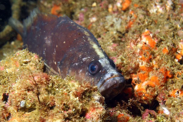 Jabón de pescado — Foto de Stock