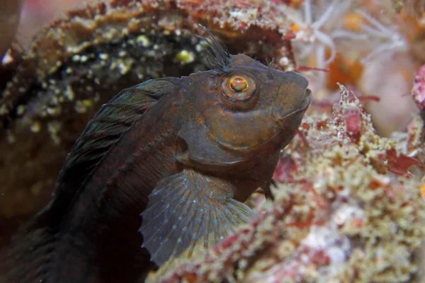 Blenny włochaty — Zdjęcie stockowe