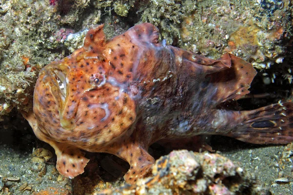 Longlure Frogfish — Stok fotoğraf