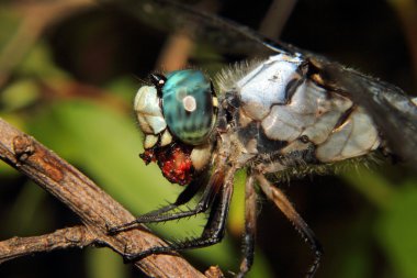 Blue Dragonfly feeding 3 clipart