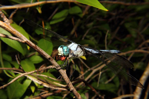 Bleu Dragonfly alimentation 2 — Photo