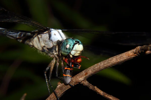 Alimentando Blue Dragonfly — Fotografia de Stock