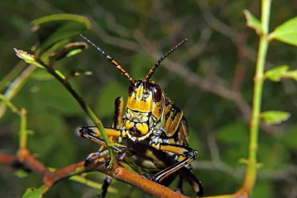 Oriental Lubber Grasshopper 2 — Fotografia de Stock