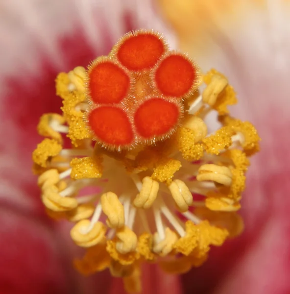 Yellow Hibiscus Stigma 3 — Stock Photo, Image