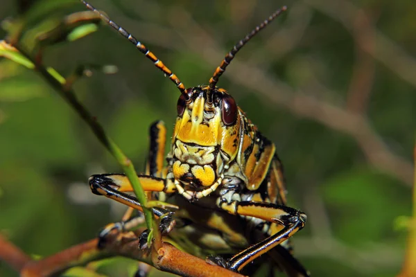 Eastern Lubber Grasshopper — Stock Photo, Image