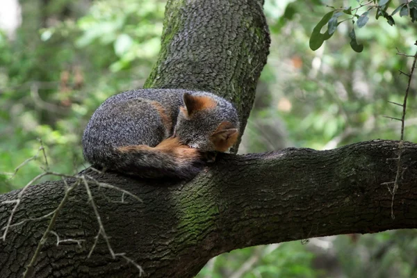 Zorro siesta — Foto de Stock