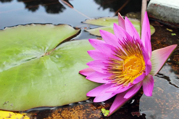 Beautiful Pink Water Lily — Stock Photo, Image