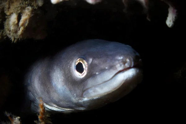 Conger anguilla tana — Foto Stock