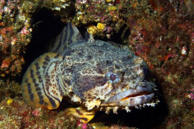 istiridye toadfish