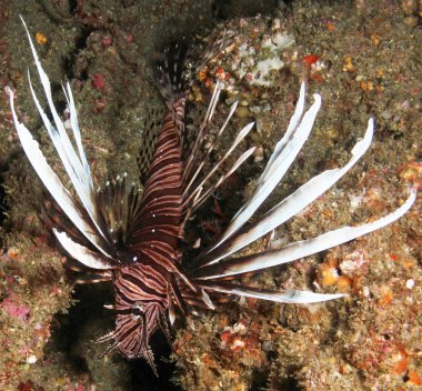 lionfish, istilacı 2