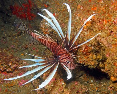 lionfish, invaziv 3