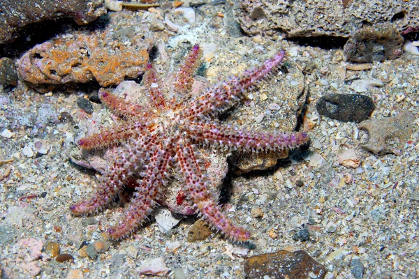 Starfish — Stock Photo, Image