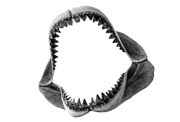 Megalodon Jaws