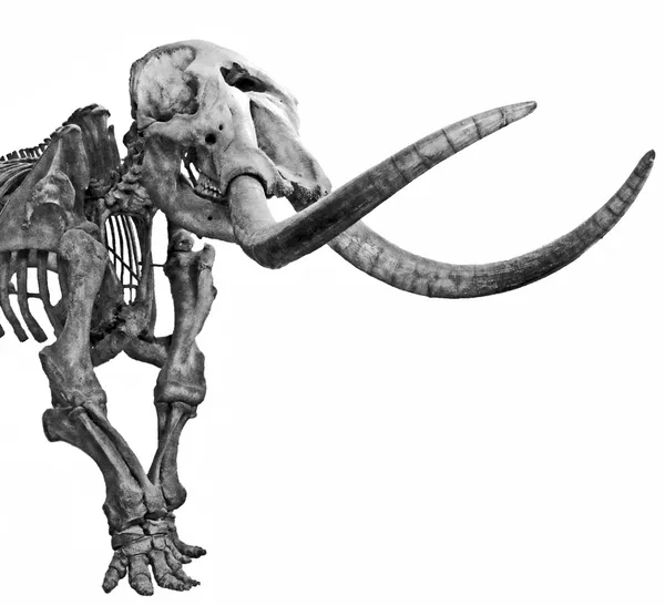 Mastodonte — Foto Stock