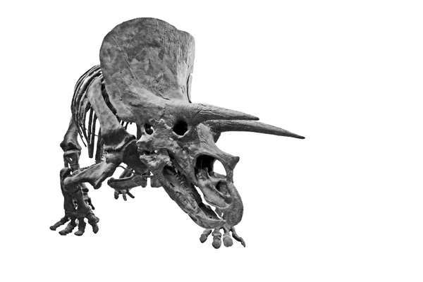 Triceratops 1 — Stok fotoğraf