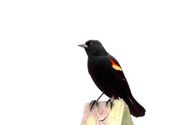 Red-winged Blackbird 1 clipart