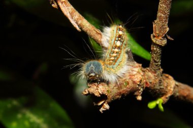 Caterpillar 3