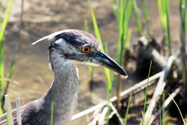 Gele gekroonde nacht heron — Stockfoto