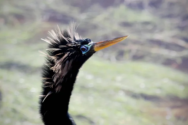 Amerikaanse slangenhalsvogel hoofd — Stockfoto