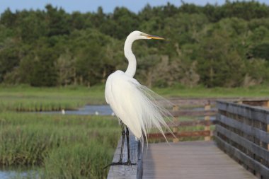 seyretmek büyük ak balıkçıl