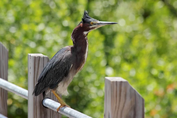 Heron verde empoleirado 2 — Fotografia de Stock