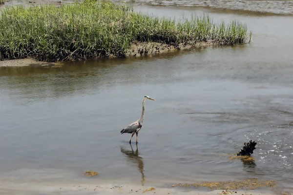 Great blue heron w podmokłych 2 — Zdjęcie stockowe