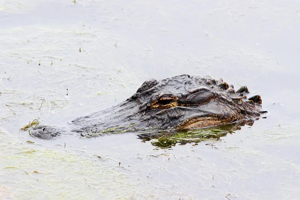 Aligator na powierzchni — Zdjęcie stockowe