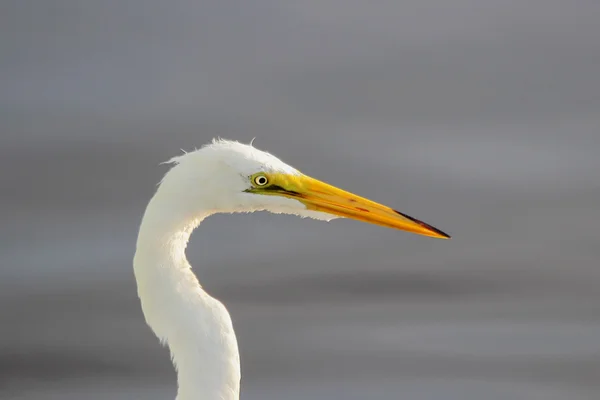 Great Egret Profile — Stock Photo, Image